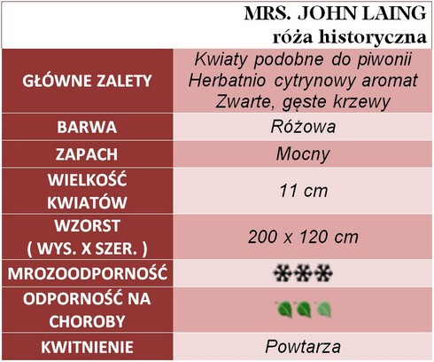 Mrs. JOHN LAING róża historyczna